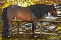 Horse Color:Brown 