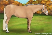 Horse Color:Gold Champagne