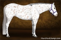 Horse Color:Bay Leopard 