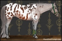 Horse Color:Bay Appaloosa 