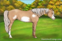 Horse Color:Silver Amber Champagne Frame