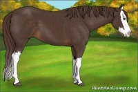Horse Color:Liver Chestnut Splash 