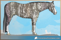 Horse Color:Grullo Sabino Splash and Grullo Sabino Splash Rabicano