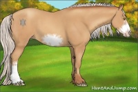 Horse Color:Silver Amber Champagne Frame 