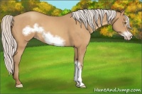 Horse Color:Silver Amber Champagne Frame