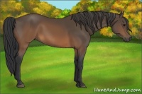 Horse Color:Brown 