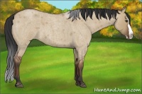 Horse Color:Bay Roan Dun Splash