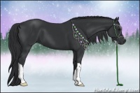 Horse Color:Black 
