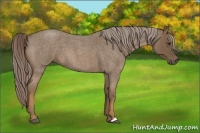 Horse Color:Chocolate Palomino Roan 