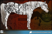 Horse Color:Liver Chestnut Rabicano  and Black Blanket 