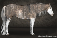 Horse Color:Silver Brown Pearl Sabino Splash  and Grullo Sabino Splash 