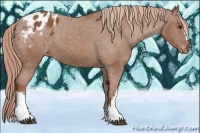 Horse Color:Chestnut Appaloosa