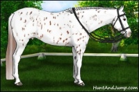 Horse Color:Brown Appaloosa  and Brown Appaloosa 