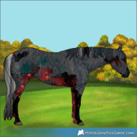 Horse Color:ERROR: UNKNOWN ANOMALY and ERROR: UNKNOWN ANOMALY