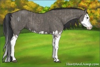 Horse Color:Grullo Sabino Splash  and Grullo Sabino Splash 