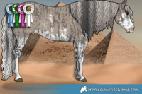 Horse Color:Grullo Sabino Splash  and Silver Grullo Sabino Splash 