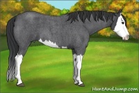 Horse Color:Blue Roan Splash