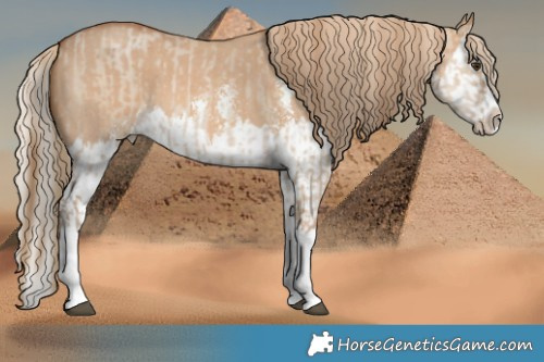 Horse Color:Grullo Pearl Sabino Splash  and Red Dun Sabino Splash 