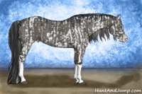 Horse Color:Smoky Grullo Sabino Splash Appaloosa Brindle and Grullo Splash Brindle