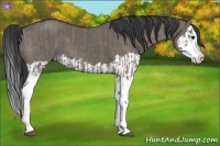 Horse Color:Grullo Sabino Splash  and Smoky Grullo Sabino Splash 