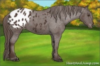 Horse Color:Liver Chestnut Appaloosa 