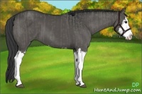 Horse Color:Grullo Sabino Splash  and Grullo Sabino Splash 