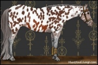 Horse Color:Bay Near Leopard 