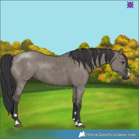Horse Color:Grullo Brindle 