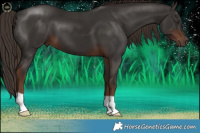 Horse Color:Liver Chestnut 