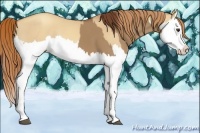 Horse Color:Red Dun Splash and Gold Champagne Dun Splash