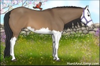 Horse Color:Brown Dun Splash 