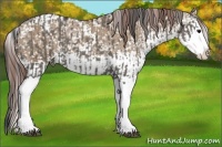 Horse Color:White Spotted Grullo Sabino Splash and Bay Dun Sabino Splash Appaloosa