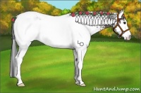 Horse Color:White Spotted Grullo 
