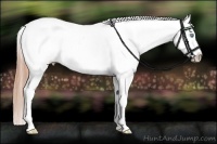 Horse Color:Buckskin Pearl Splash Appaloosa
