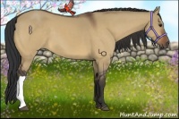 Horse Color:Bay Dun 