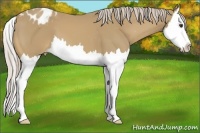 Horse Color:Palomino Splash Appaloosa 