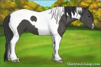 Horse Color:Black Tobiano