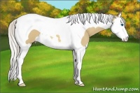 Horse Color:Silver Buckskin Dun Splash Tobiano