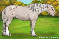 Horse Color:Chestnut Appaloosa