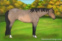 Horse Color:Buckskin Roan 