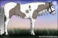 Horse Color:Grullo Sabino Splash Tobiano 