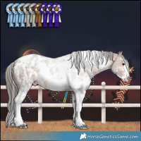 Horse Color:White Spotted Bay Sabino Blanket 