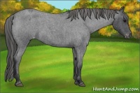Horse Color:Blue Roan Varnish 