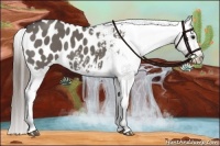 Horse Color:Smoky Grullo Blanket Rabicano