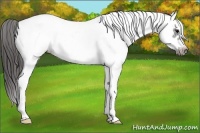 Horse Color:White Spotted Black Frame Appaloosa 