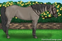 Horse Color:Smoky Grullo Rabicano 