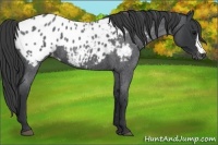 Horse Color:Blue Roan Appaloosa 