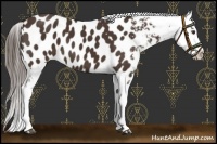 Horse Color:Liver Chestnut Appaloosa