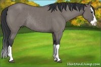 Horse Color:Slate Grullo Roan Splash Rabicano 