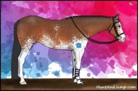 Horse Color:White Spotted Bay 